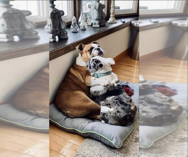 Medium Photo #1  Breeder Profile in CHICAGO, IL, USA