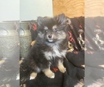 Small #18 Breeder Profile image