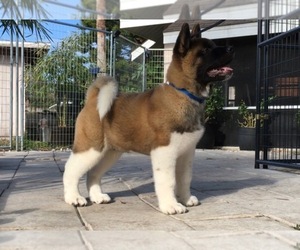Main photo of Akita Dog Breeder near JACKSONVILLE, FL, USA
