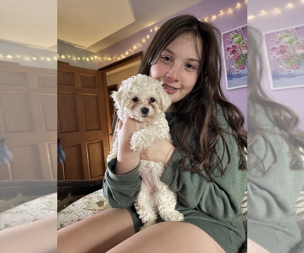 Medium Photo #21  Breeder Profile in PICKFORD, MI, USA