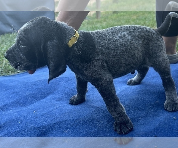 Medium Photo #8  Breeder Profile in GREELEY, CO, USA