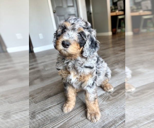 Medium Photo #4  Breeder Profile in O FALLON, MO, USA