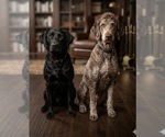 Small breeder photo