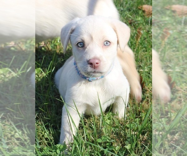 Medium Photo #51  Breeder Profile in NEOLA, WV, USA