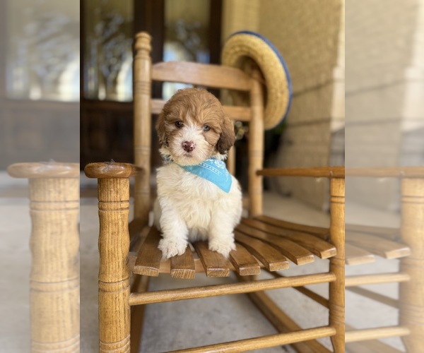 Medium Photo #13  Breeder Profile in MAGNOLIA, TX, USA