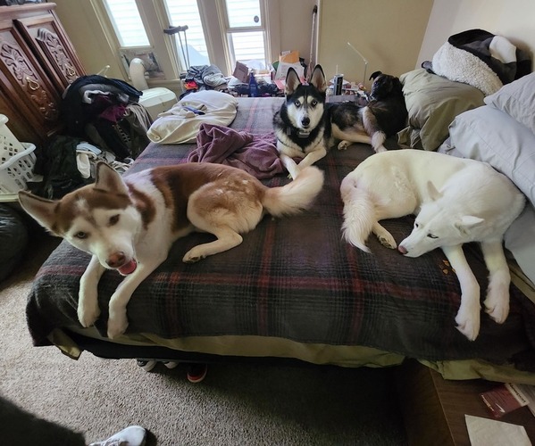 Medium Photo #1  Breeder Profile in CINCINNATI, OH, USA