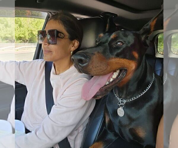 Medium Photo #47  Breeder Profile in FORT LAUDERDALE, FL, USA