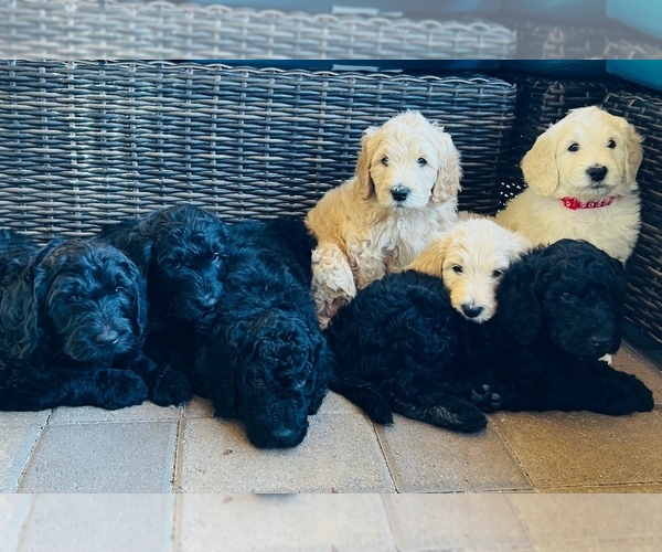 Medium Photo #1  Breeder Profile in LAKE HAVASU CITY, AZ, USA