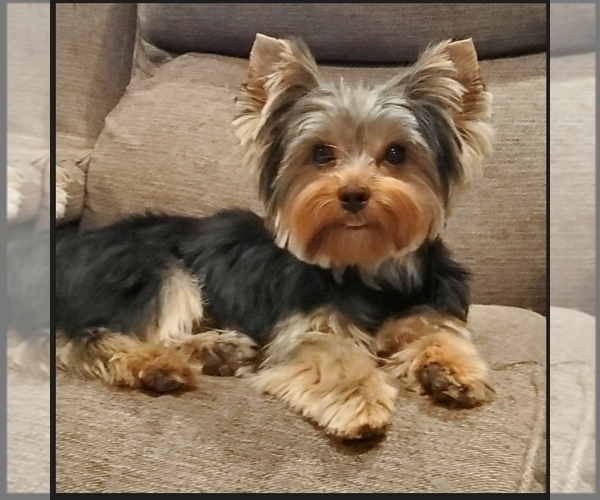 Medium Photo #1  Breeder Profile in HANOVER, VA, USA