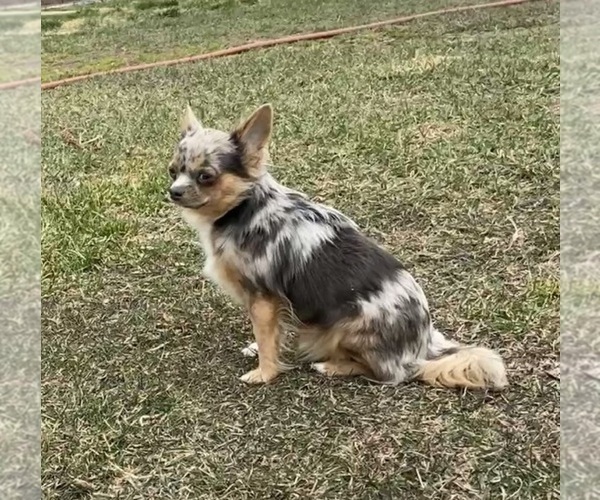 Medium Photo #98  Breeder Profile in TWINING, MI, USA