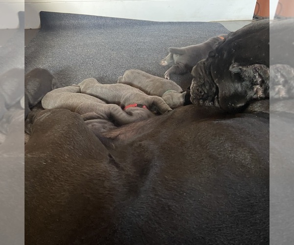 Medium Photo #15  Breeder Profile in SAN MARCOS, TX, USA