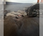 Small #14 Breeder Profile image
