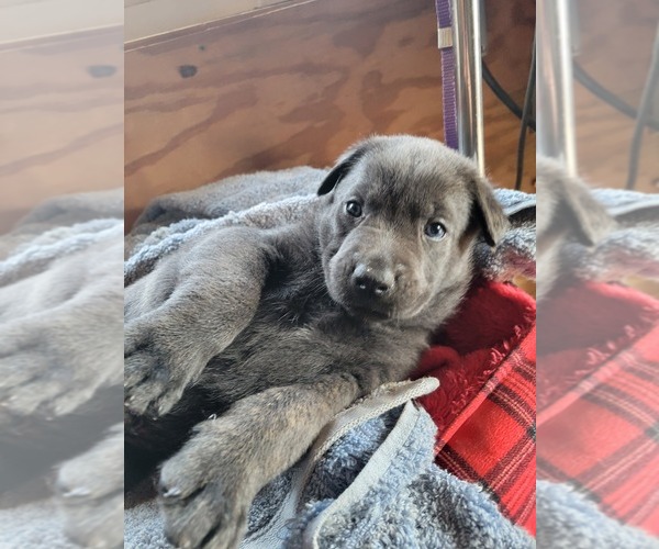 Medium Photo #1  Breeder Profile in LIBERTY, SC, USA