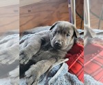 Small breeder photo