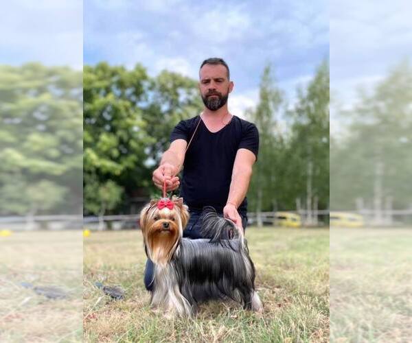 Medium Photo #29  Breeder Profile in SCHAUMBURG, IL, USA