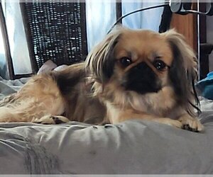 Pekingese Dog Breeder near FAIRFAX, OK, USA