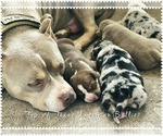 Small Photo #11  Breeder Profile in HOWE, TX, USA