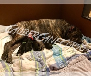 Cane Corso Dog Breeder near WHITEFORD, MD, USA