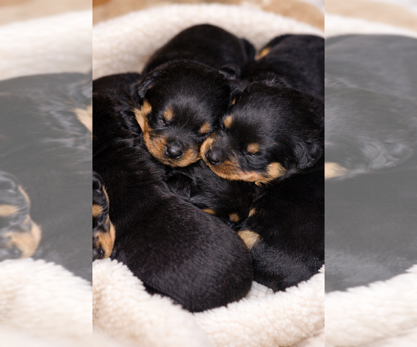 Medium Photo #1  Breeder Profile in WILLINGTON, CT, USA