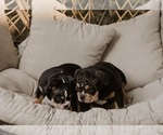 Small #21 Breeder Profile image