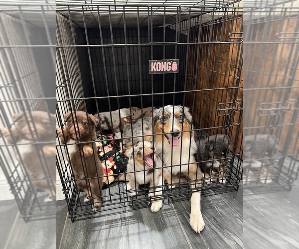 Medium Photo #1  Breeder Profile in NEW BRAUNFELS, TX, USA