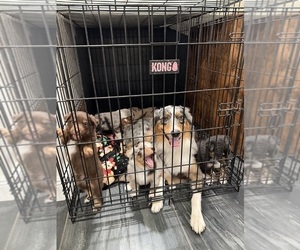 Australian Shepherd Dog Breeder near NEW BRAUNFELS, TX, USA