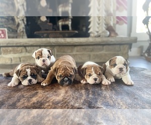 English Bulldog Dog Breeder near MASSILLON, OH, USA