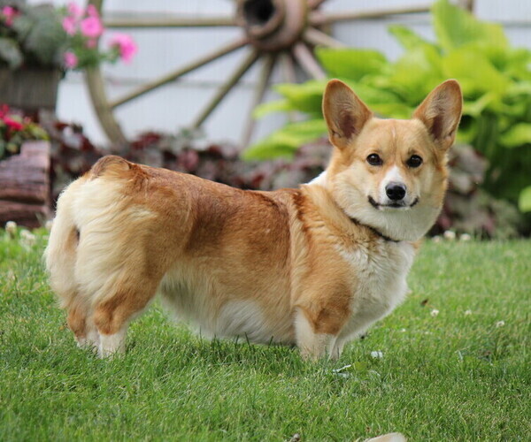 Medium Photo #1  Breeder Profile in MALTA, OH, USA