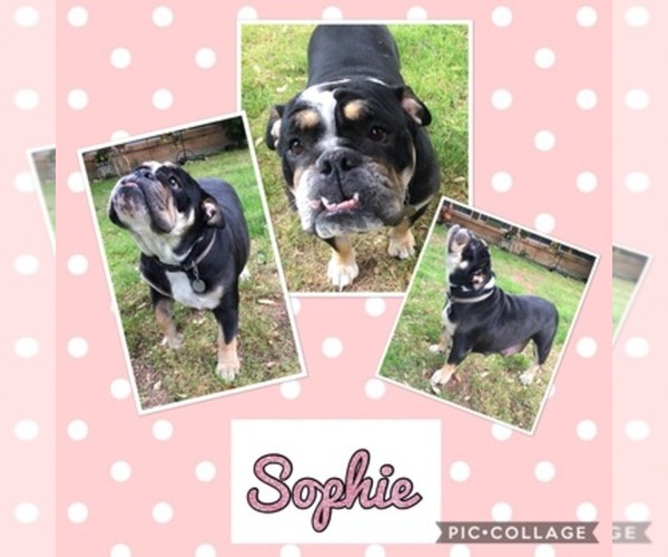 Medium Photo #1  Breeder Profile in BONHAM, TX, USA