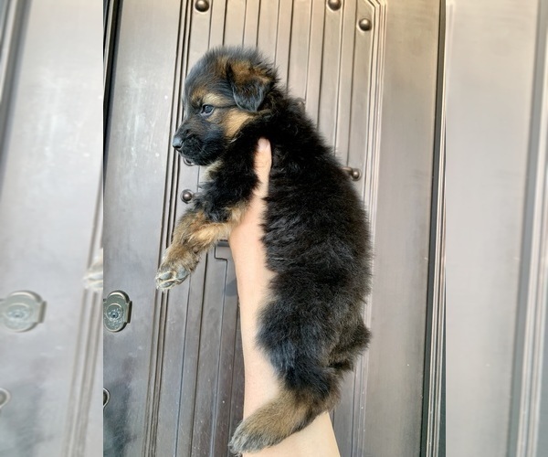 Medium Photo #194  Breeder Profile in PINON HILLS, CA, USA