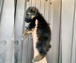 Small #193 Breeder Profile image