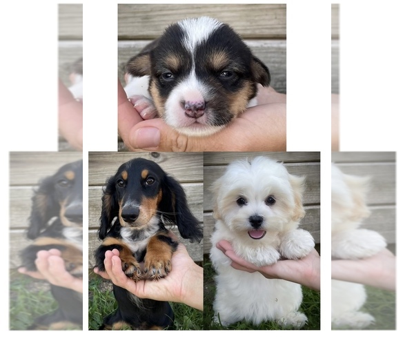 Medium Photo #3  Breeder Profile in FAIRBANK, IA, USA