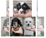 Small #2 Breeder Profile image