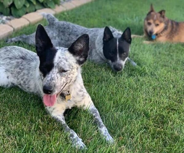 Medium Photo #1  Breeder Profile in INDIANAPOLIS, IN, USA