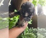 Small breeder photo