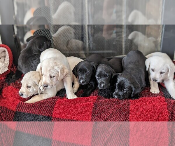 Medium Photo #1  Breeder Profile in VISALIA, CA, USA