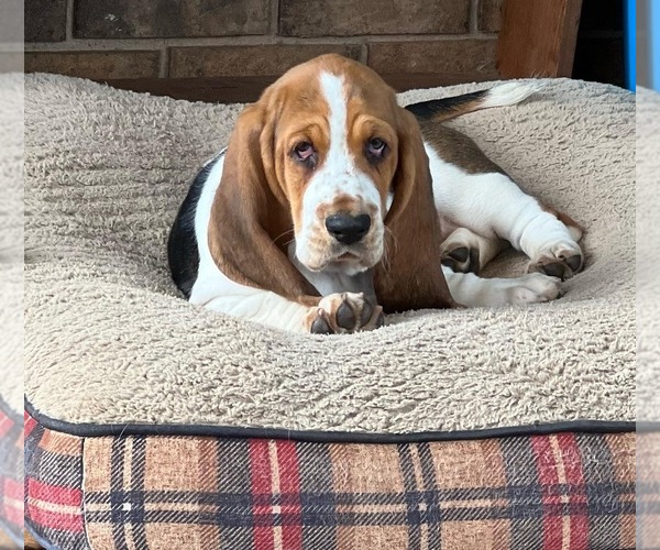 Medium Photo #3  Breeder Profile in COLBERT, GA, USA
