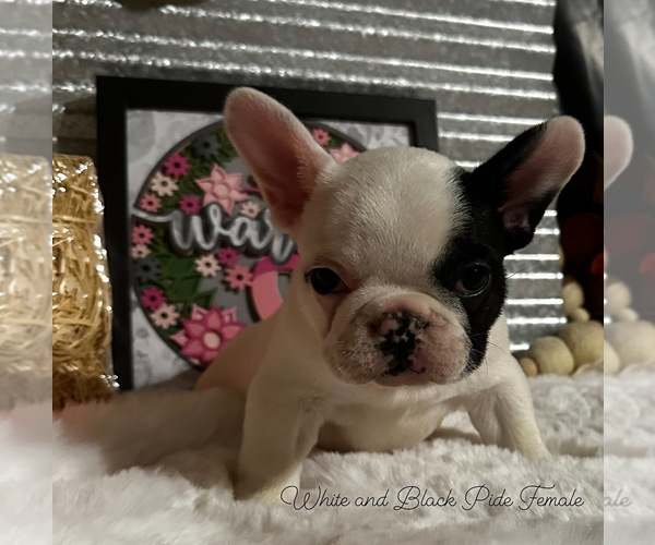 Medium Photo #15  Breeder Profile in MARICOPA, AZ, USA