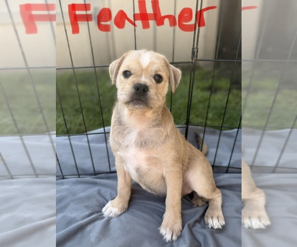 Medium Photo #3  Breeder Profile in CASTRO VALLEY, CA, USA