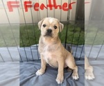 Small #2 Breeder Profile image