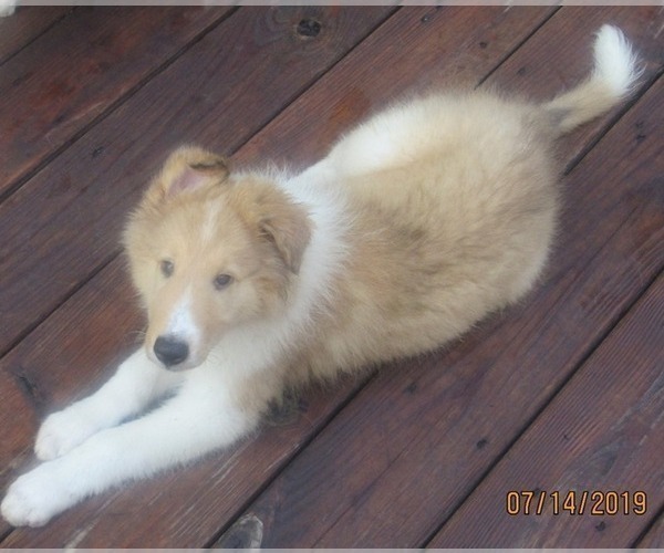 Medium Photo #4  Breeder Profile in HIGH POINT, NC, USA