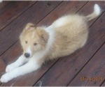 Small Photo #4  Breeder Profile in HIGH POINT, NC, USA