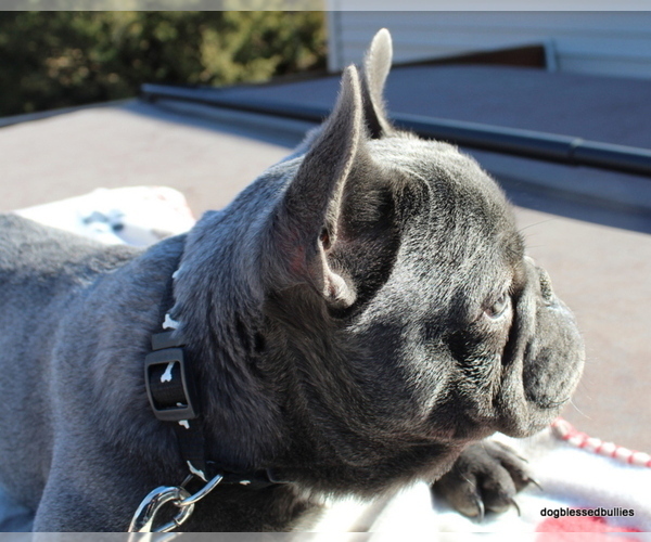 Medium Photo #1  Breeder Profile in MAPLE HILL, KS, USA