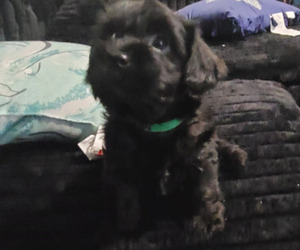 YorkiePoo Dog Breeder near DISTRICT HEIGHTS, MD, USA
