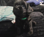 Small breeder photo