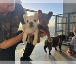 Small #6 Breeder Profile image