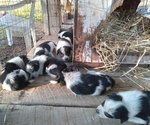 Small breeder photo