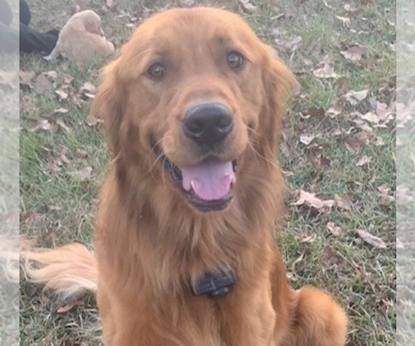 Medium Photo #1  Breeder Profile in HUGHES SPRINGS, TX, USA