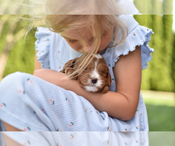 Medium Photo #1  Breeder Profile in MILLERSBURG, OH, USA