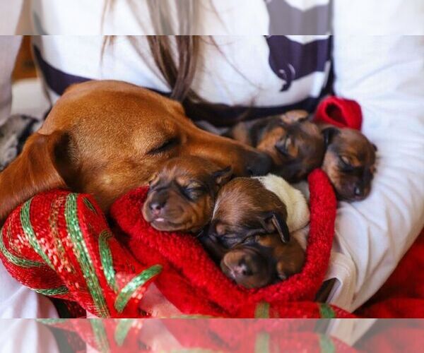 Medium Photo #16  Breeder Profile in STEAMBOAT SPRINGS, CO, USA